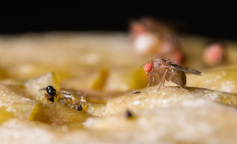 Fruit Flies on oranges