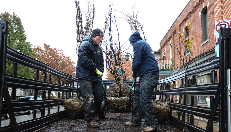 Trees being unloaded