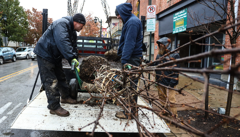 Trees being unloaded