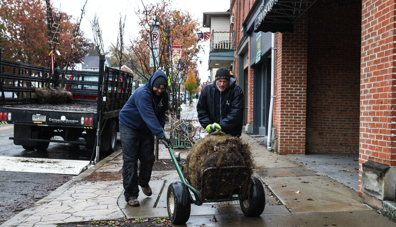 Trees being unloaded
