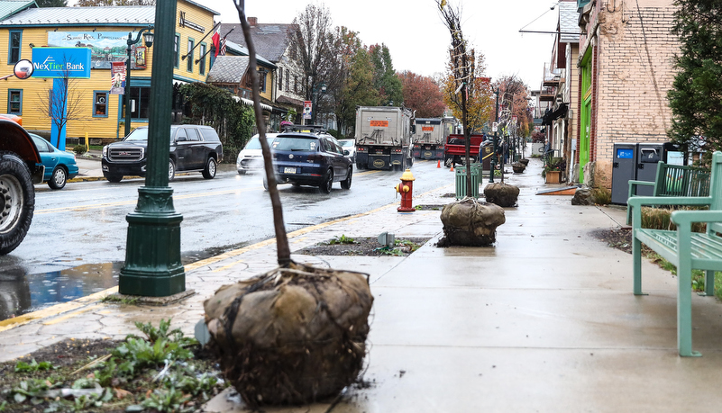 Trees to be planted