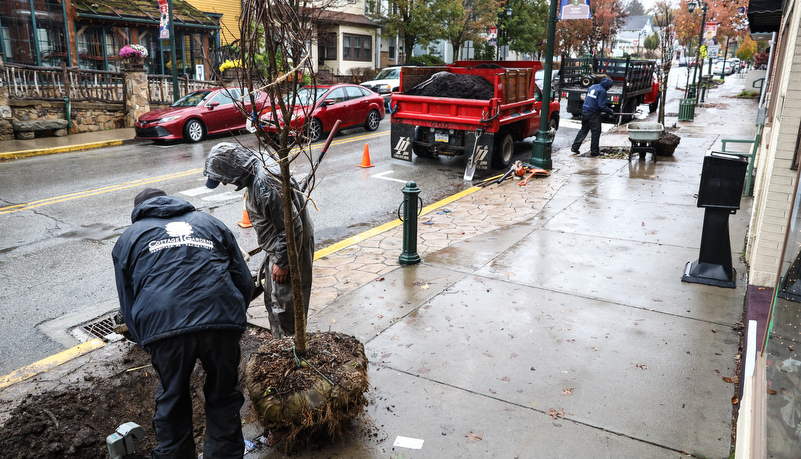 worker digging a hole for a new tree
