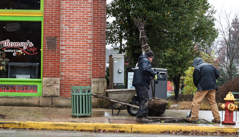 worker digging a hole for a new tree