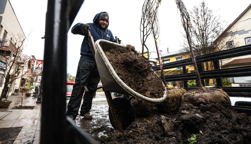 worker digging a hole for a new tree