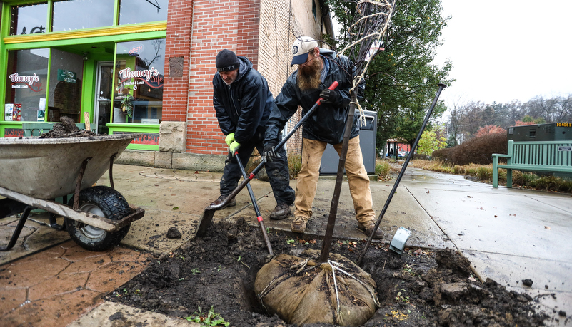 worker digging a hole for a new tree