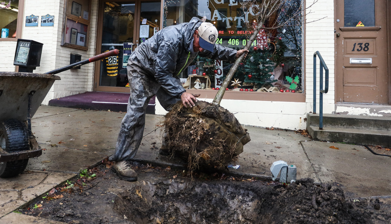 worker digging a hole for a new tree