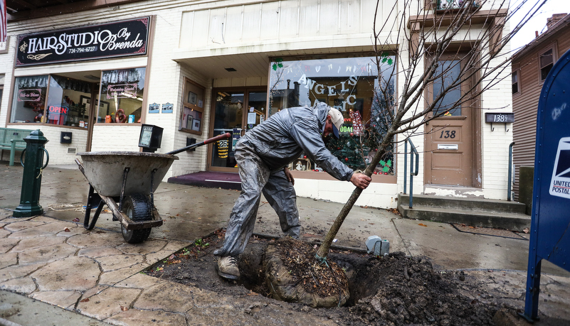 worker digging a hole for a new tree
