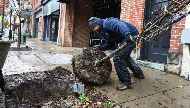 worker digging a hole for a new tree
