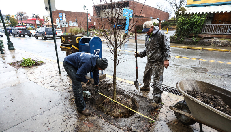 worker digging a hole for a new tree