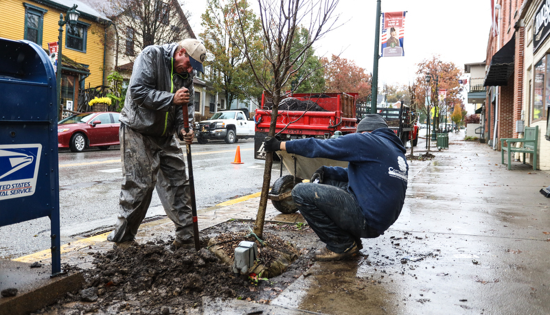 worker digging a hole for a new tree