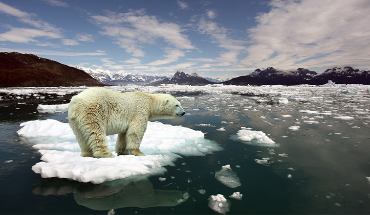 polar bear on melting ice