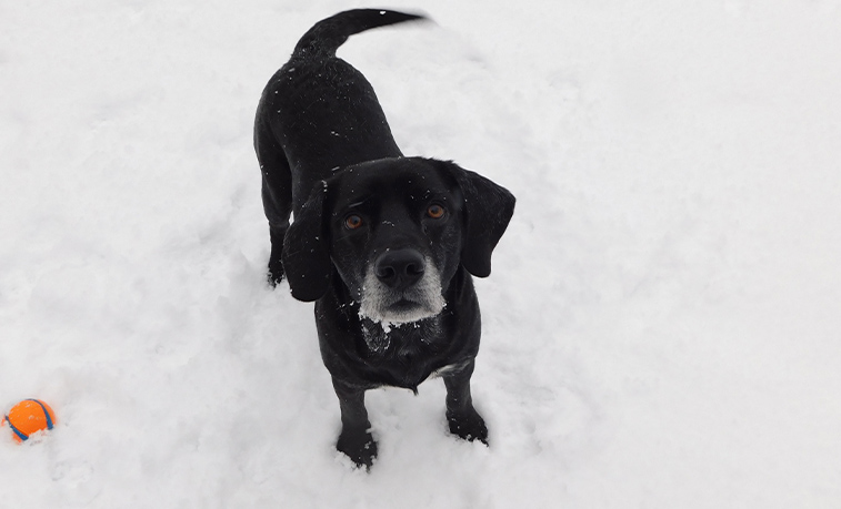 Chevy in the snow