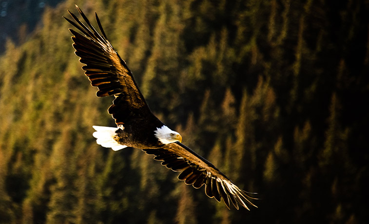 A bald eagle flies