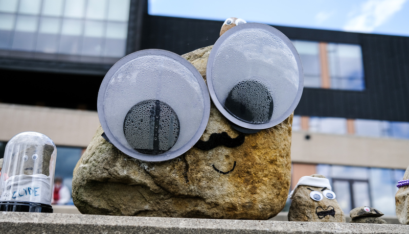 Pet Rocks on display