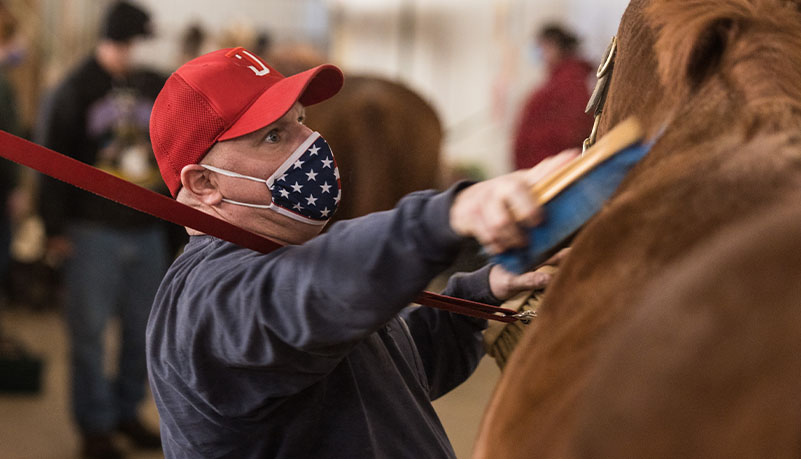 Vets with horses