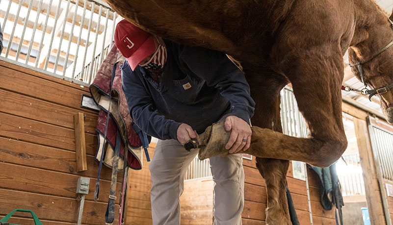 Vets with horses