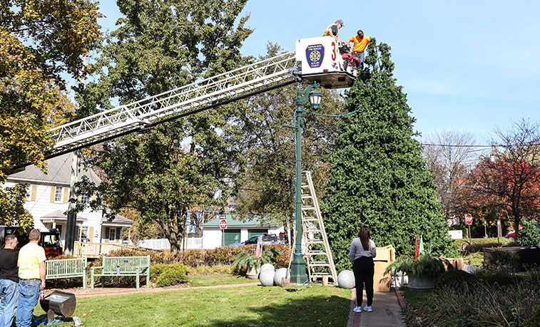 Tree being set up