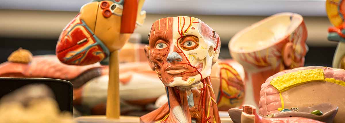 Anatomical model of a human head