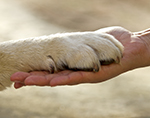 Thumbnail for Animal-Assisted Social Work Certificate