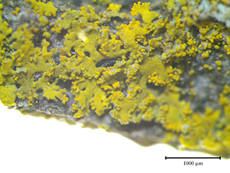lichen sample under microscope