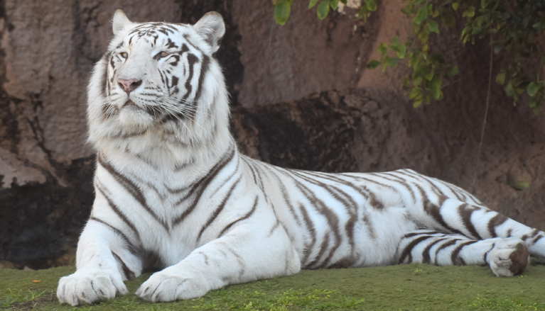 White tiger at Carolina Tiger Rescue