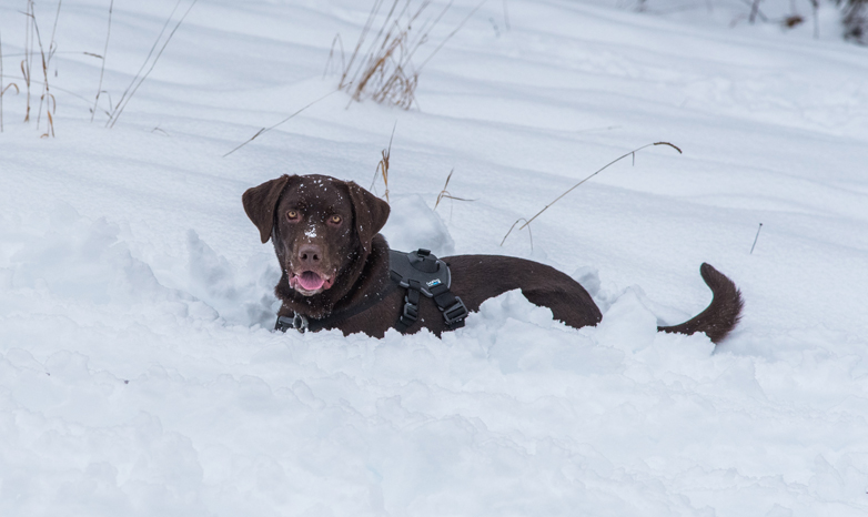 chocolate labrador retriever in the snow