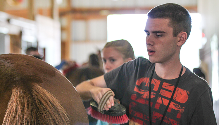 camper brushes horse