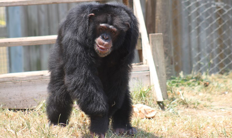 rescued chimpanzee in Fort Pierce, Florida.