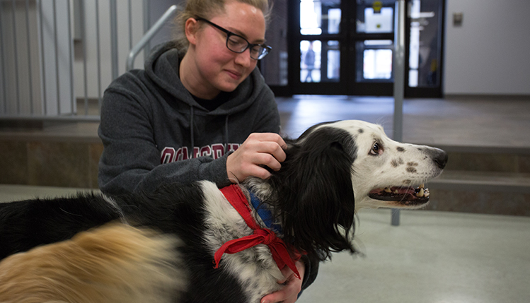paws and relax event with students petting dogs
