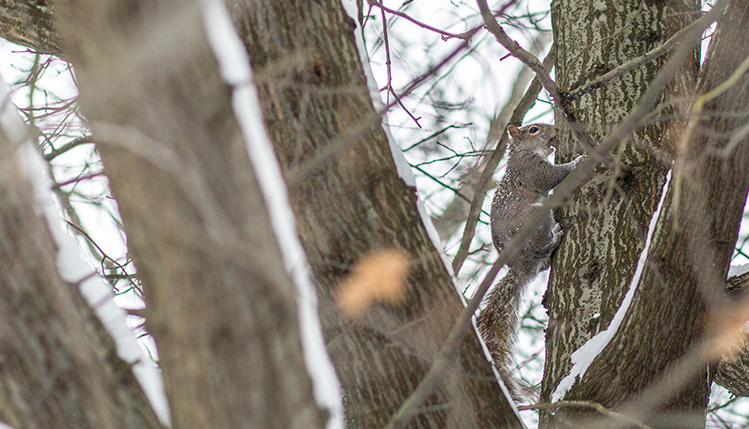 local wildlife deer, squirrel and birds on campus