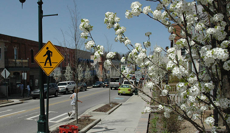 Cleveland Select Pear trees in bloom